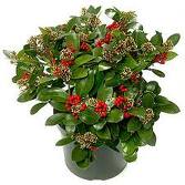 SKIMMIA